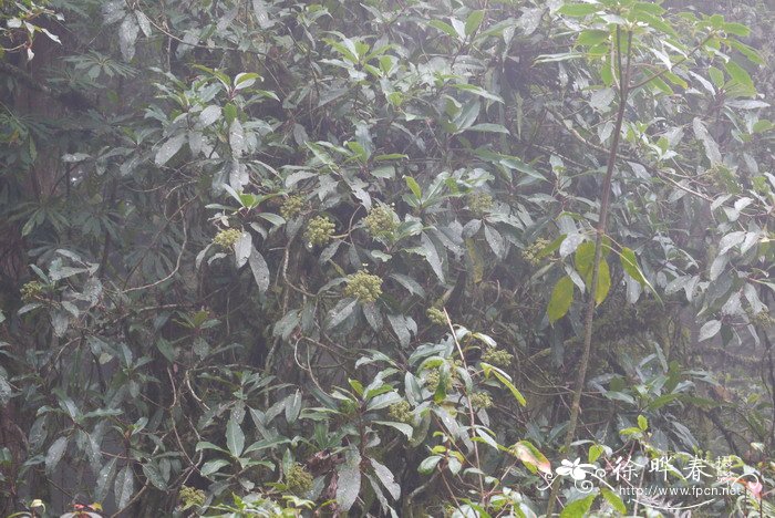 昆栏树Trochodendron aralioides 昆栏树Trochodendron aralioides