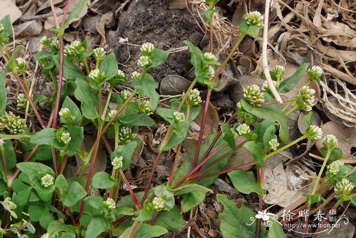 尼泊尔蓼Polygonum nepalense