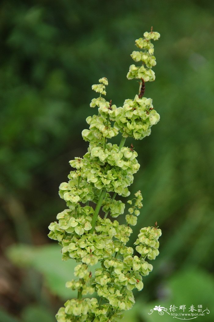 酸模Rumex acetosa