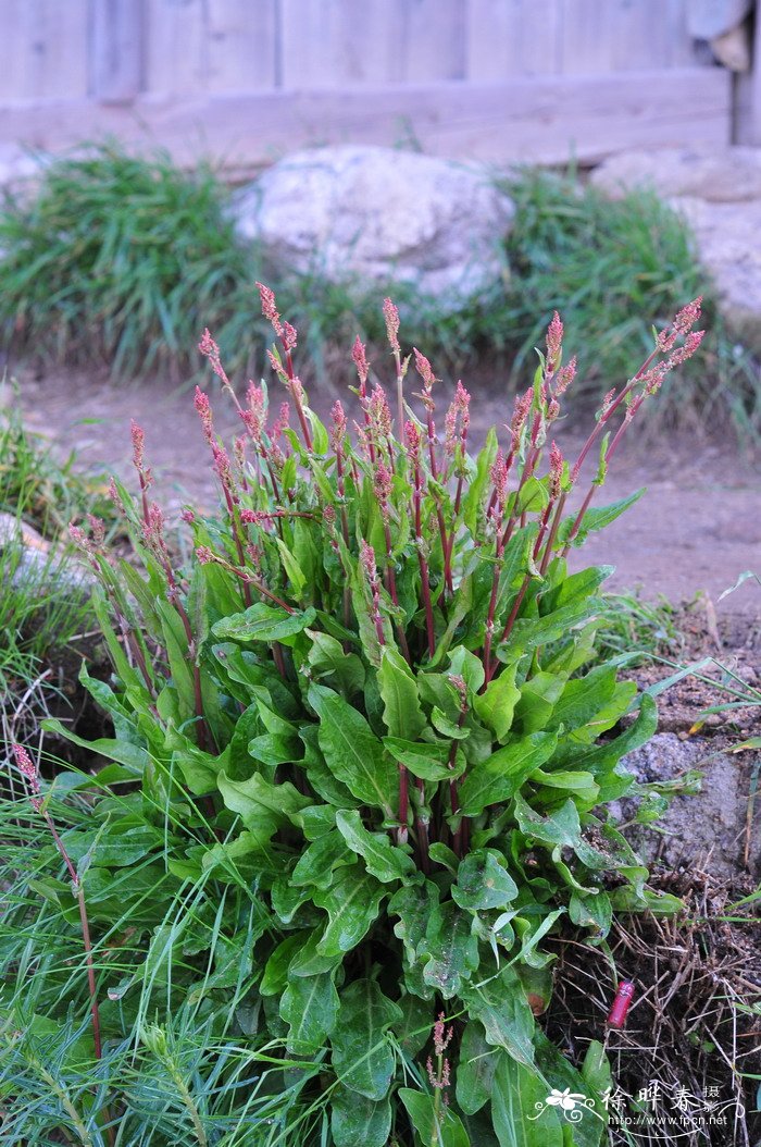 酸模Rumex acetosa