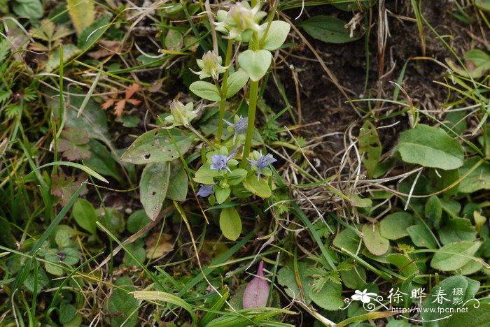 椭圆叶花锚Halenia elliptica