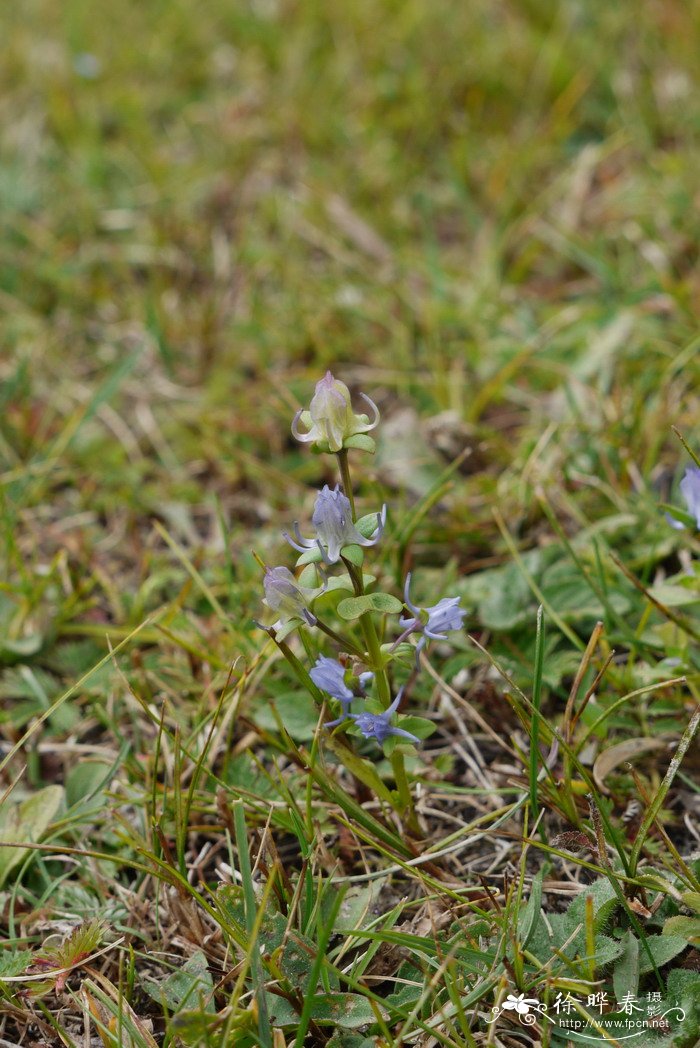 椭圆叶花锚Halenia elliptica