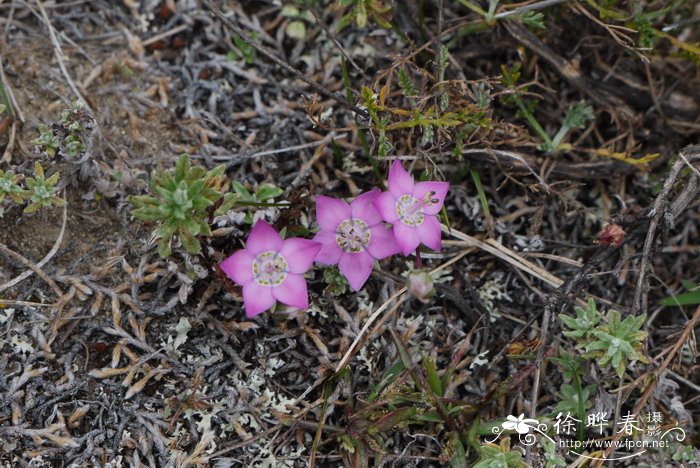 毛萼獐牙菜Swertia hispidicalyx