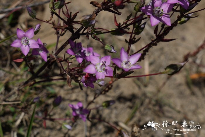 毛萼獐牙菜Swertia hispidicalyx