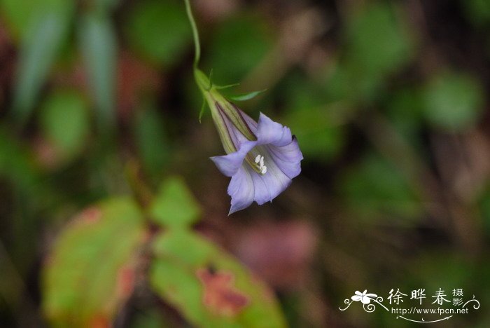 高山肺形草Tripterospermum cordifolium