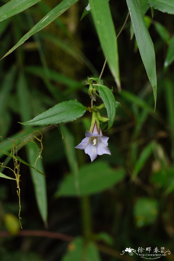 高山肺形草Tripterospermum cordifolium