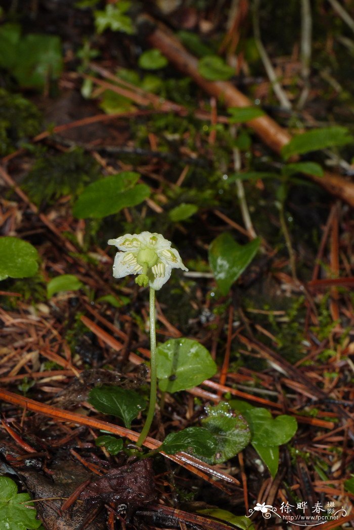 独丽花Moneses uniflora 独丽花Moneses uniflora