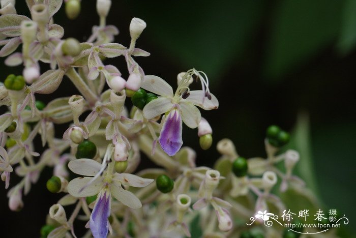三台花Clerodendrum serratum var. amplexifolium 三台花Clerodendrum serratum var. amplexifolium