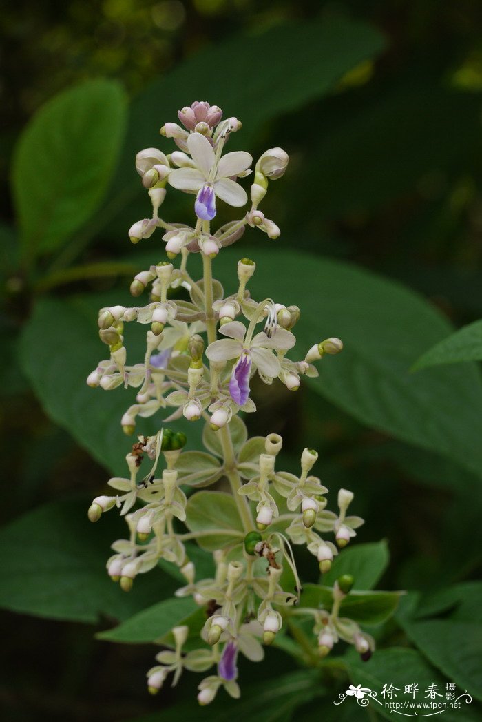三台花Clerodendrum serratum var. amplexifolium 三台花Clerodendrum serratum var. amplexifolium