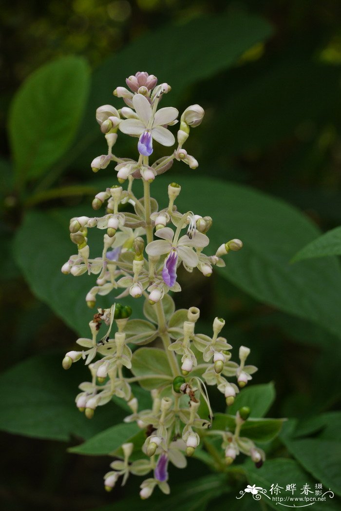 三台花Clerodendrum serratum var. amplexifolium