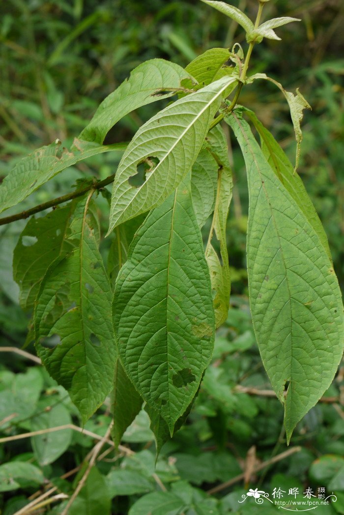 三台花Clerodendrum serratum var. amplexifolium 三台花Clerodendrum serratum var. amplexifolium