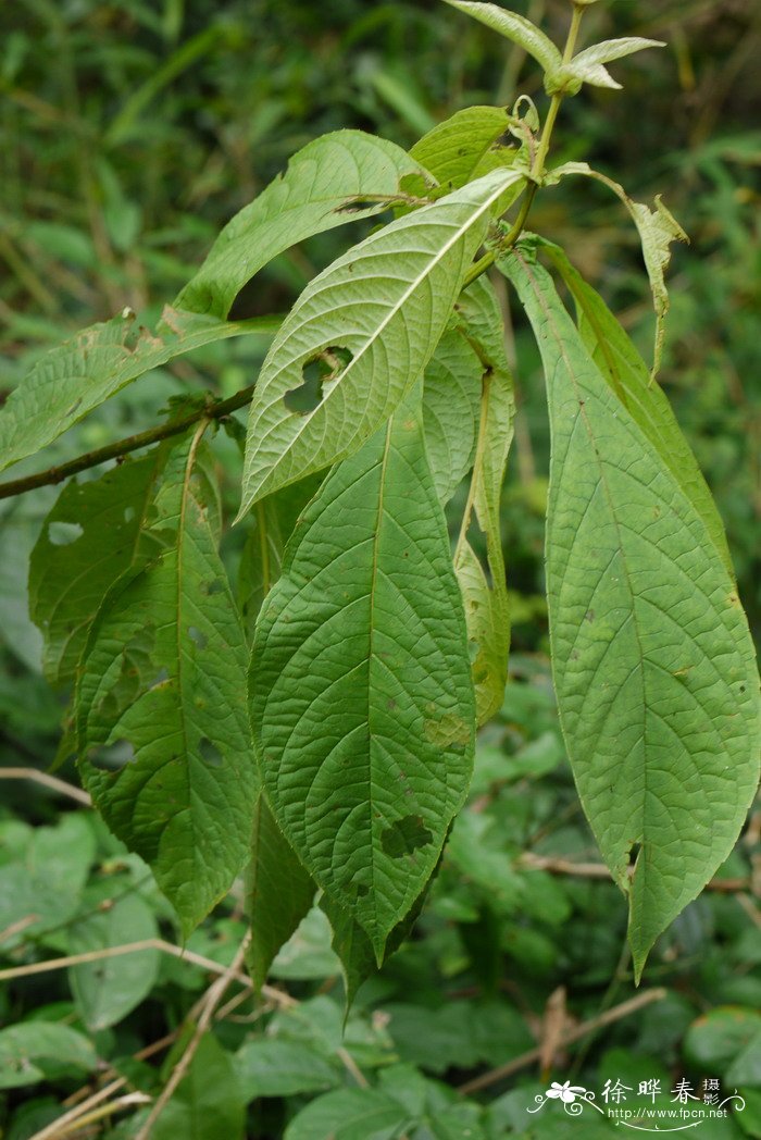 三台花Clerodendrum serratum var. amplexifolium