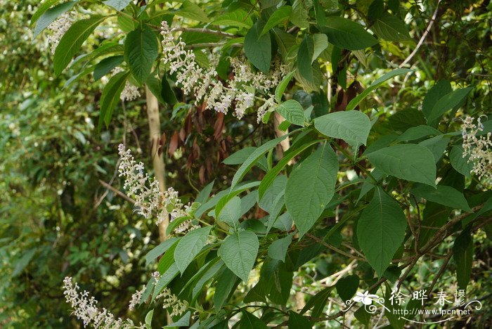 三台花Clerodendrum serratum var. amplexifolium