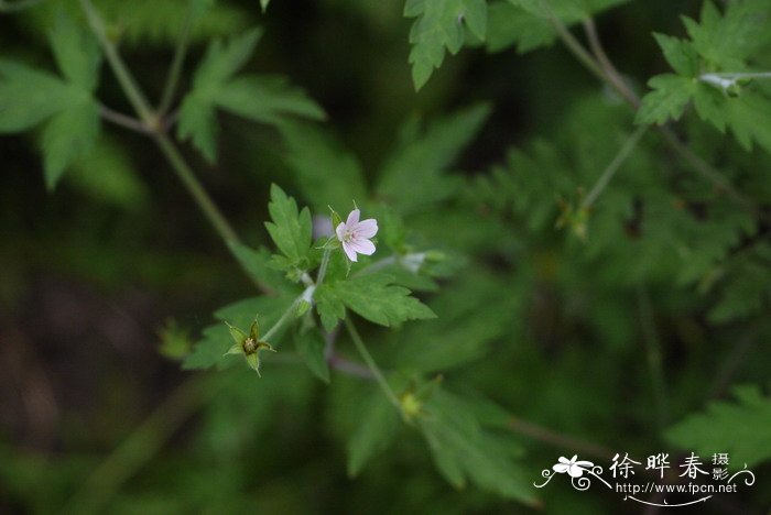 鼠掌老鹳草Geranium sibiricum