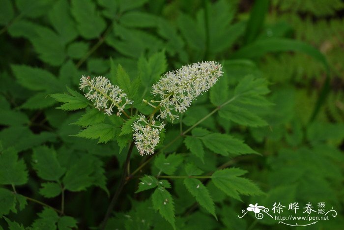 类叶升麻Actaea asiatica 类叶升麻Actaea asiatica