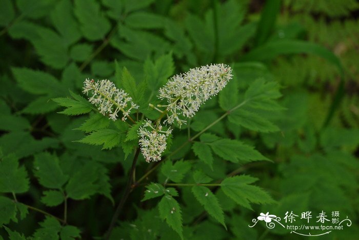 类叶升麻Actaea asiatica