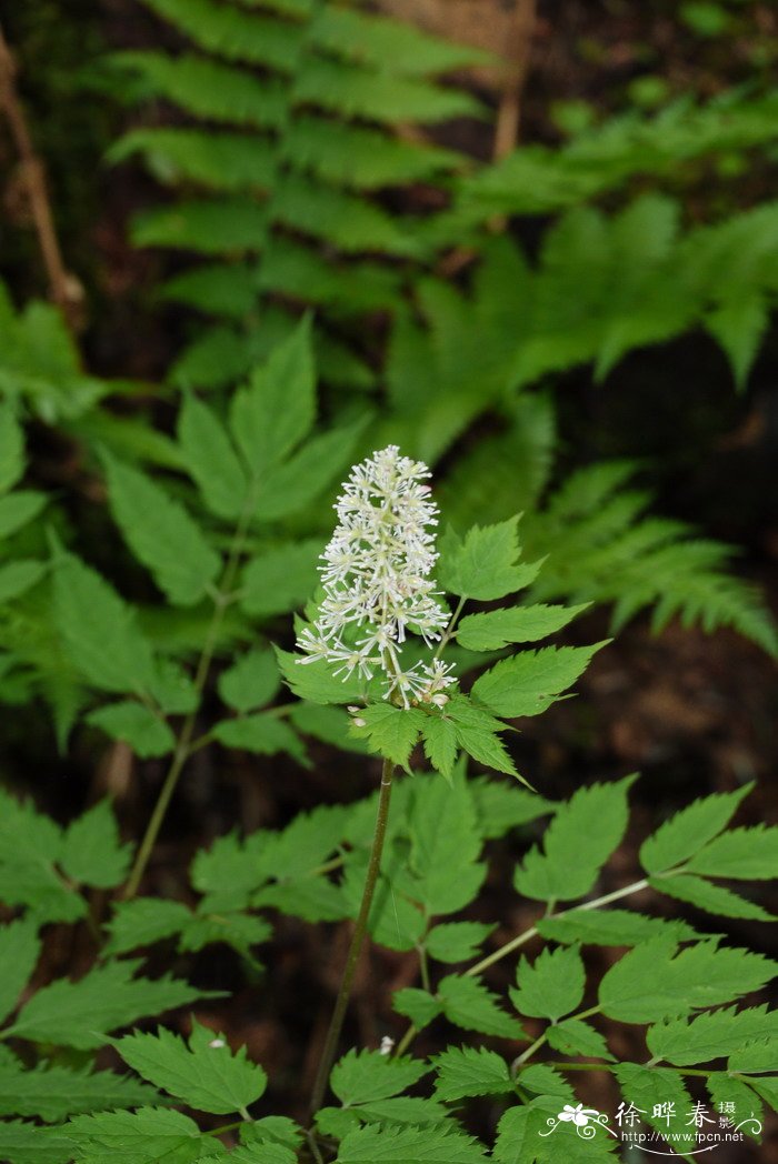 类叶升麻Actaea asiatica