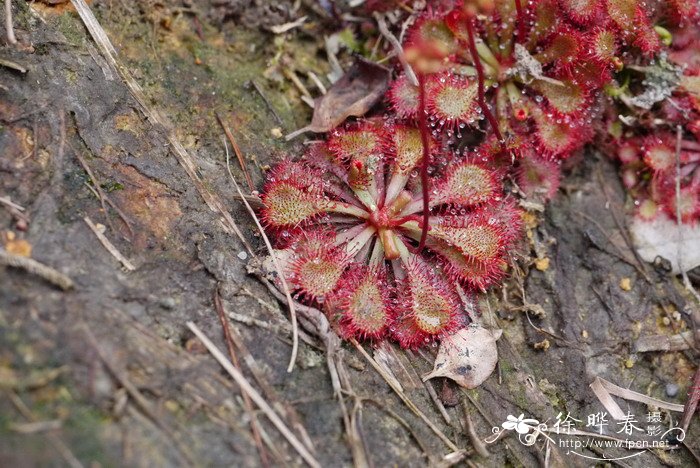 锦地罗Drosera burmanni 锦地罗Drosera burmanni
