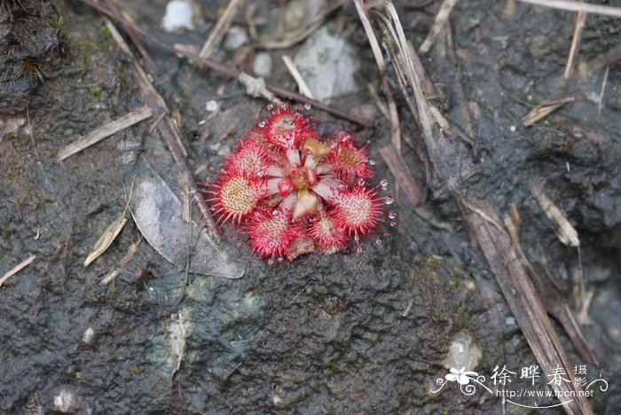 锦地罗Drosera burmanni 锦地罗Drosera burmanni