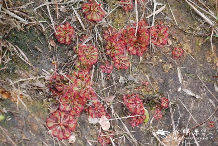 锦地罗Drosera burmanni 锦地罗Drosera burmanni