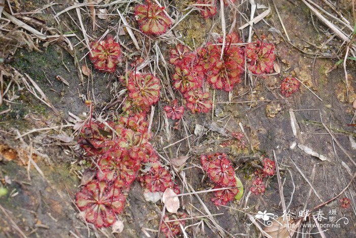 锦地罗Drosera burmanni