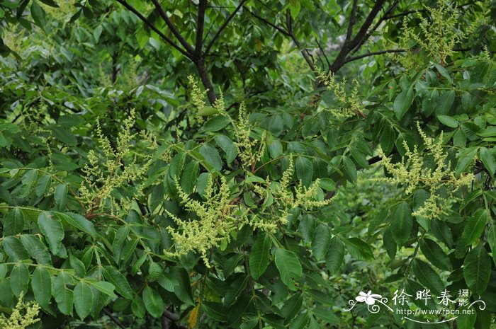 滨盐肤木 Rhus chinensis var. roxburghii 滨盐肤木 Rhus chinensis var. roxburghii