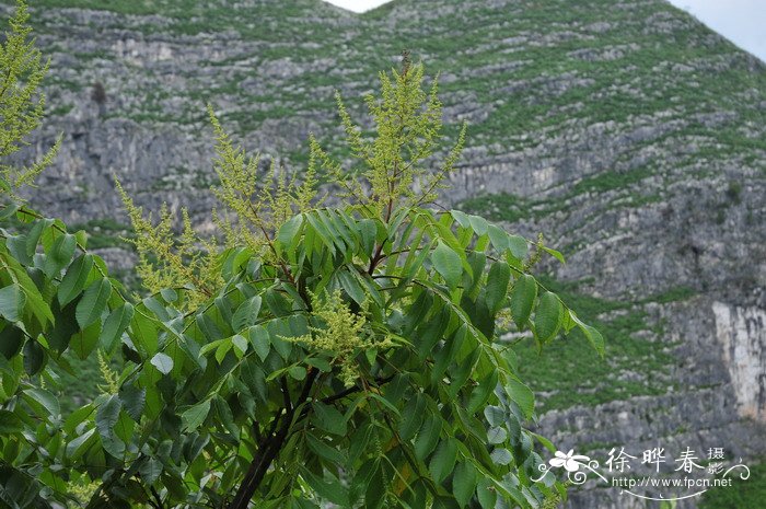 滨盐肤木 Rhus chinensis var. roxburghii 滨盐肤木 Rhus chinensis var. roxburghii