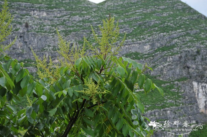 滨盐肤木  Rhus chinensis var. roxburghii