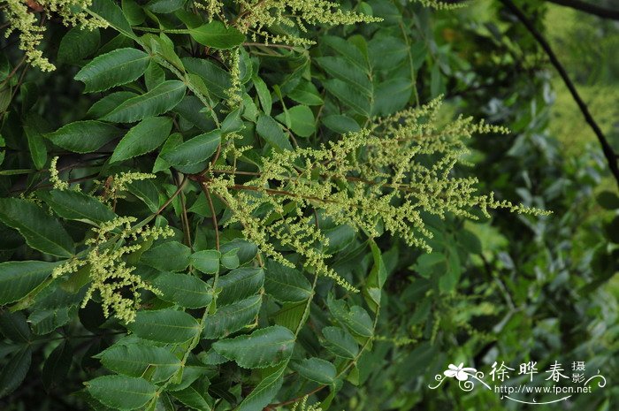 滨盐肤木 Rhus chinensis var. roxburghii 滨盐肤木 Rhus chinensis var. roxburghii