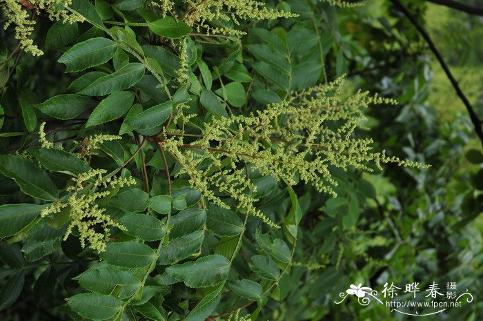 滨盐肤木  Rhus chinensis var. roxburghii