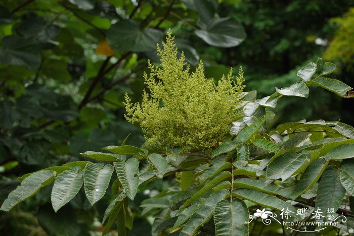 罗氏盐肤木Rhus javanica var. roxburghiana 罗氏盐肤木Rhus javanica var. roxburghiana