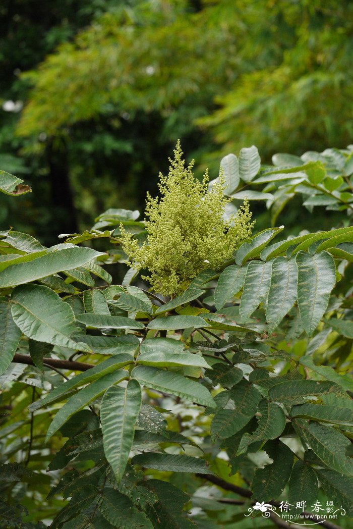 罗氏盐肤木Rhus javanica var. roxburghiana 罗氏盐肤木Rhus javanica var. roxburghiana