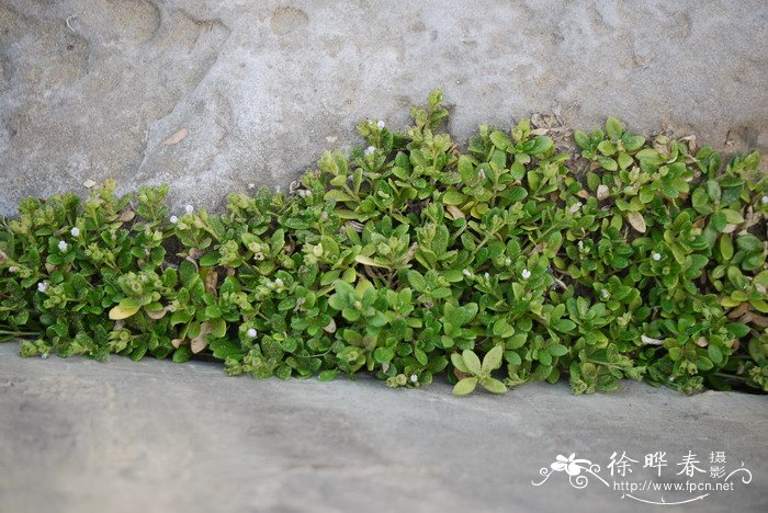 肉叶耳草Hedyotis strigulosa 肉叶耳草Hedyotis strigulosa