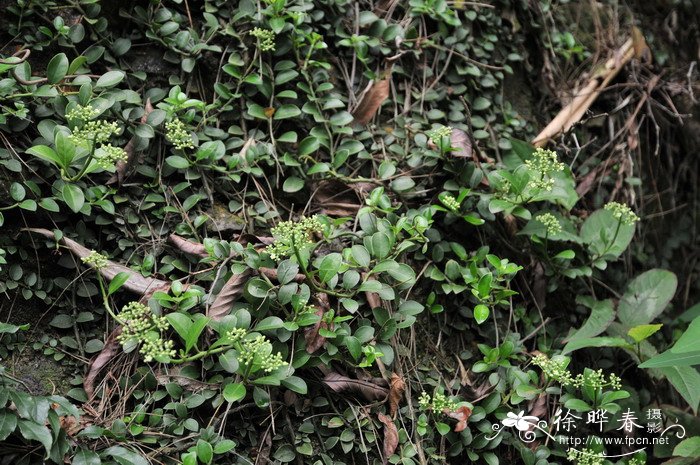 蔓九节 Psychotria serpens 蔓九节 Psychotria serpens