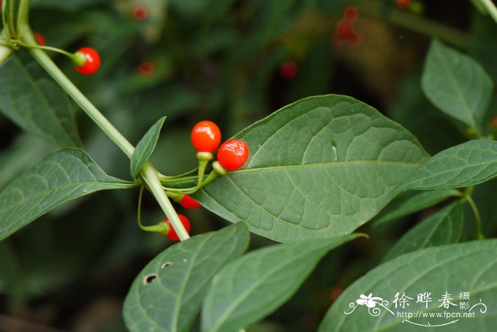 龙珠Tubocapsicum anomalum 龙珠Tubocapsicum anomalum