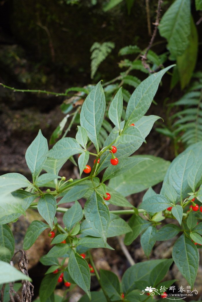 龙珠Tubocapsicum anomalum 龙珠Tubocapsicum anomalum
