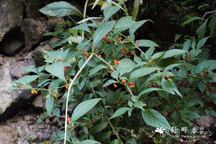 龙珠Tubocapsicum anomalum 龙珠Tubocapsicum anomalum