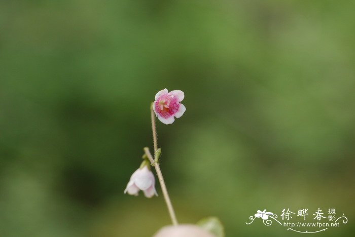 北极花Linnaea borealis 北极花Linnaea borealis