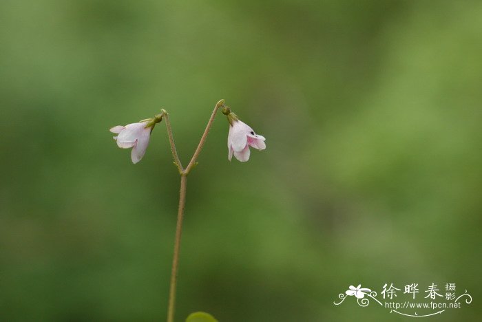 北极花Linnaea borealis 北极花Linnaea borealis
