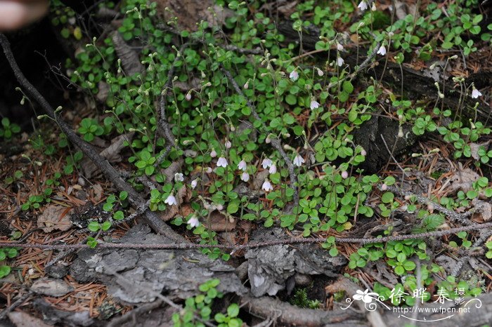 北极花Linnaea borealis