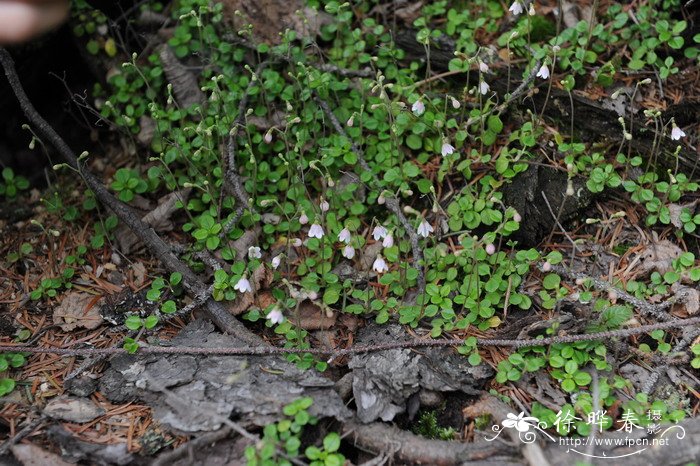 北极花Linnaea borealis 北极花Linnaea borealis
