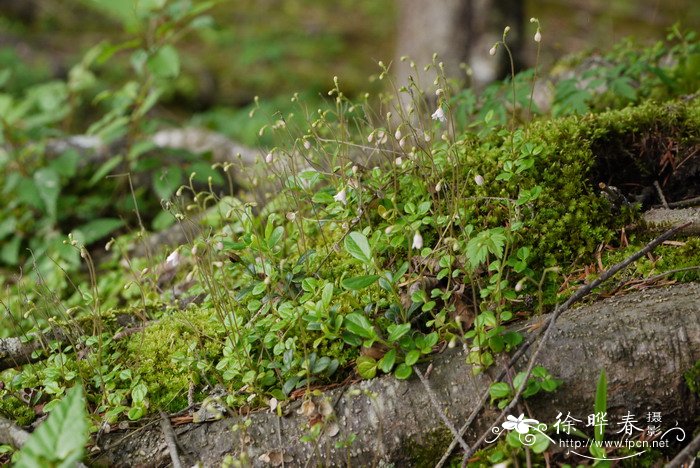 北极花Linnaea borealis 北极花Linnaea borealis
