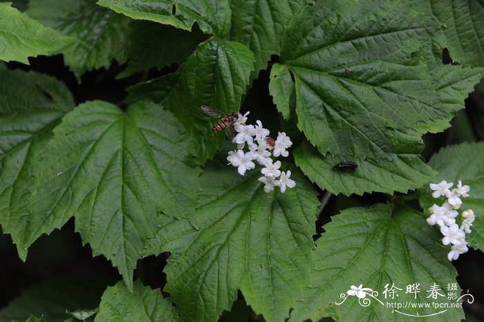 朝鲜荚蒾Viburnum koreanum 朝鲜荚蒾Viburnum koreanum