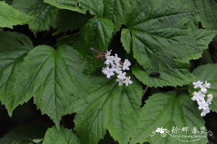 朝鲜荚蒾Viburnum koreanum