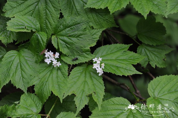 朝鲜荚蒾Viburnum koreanum