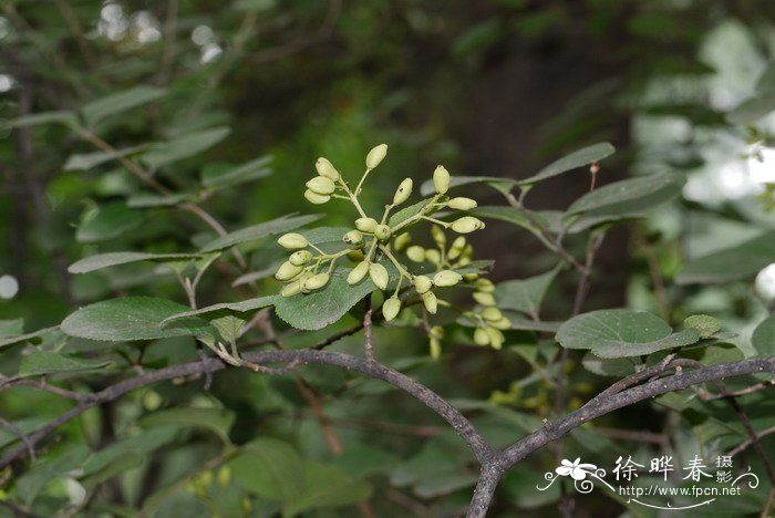 蒙古荚蒾Viburnum mongolicum