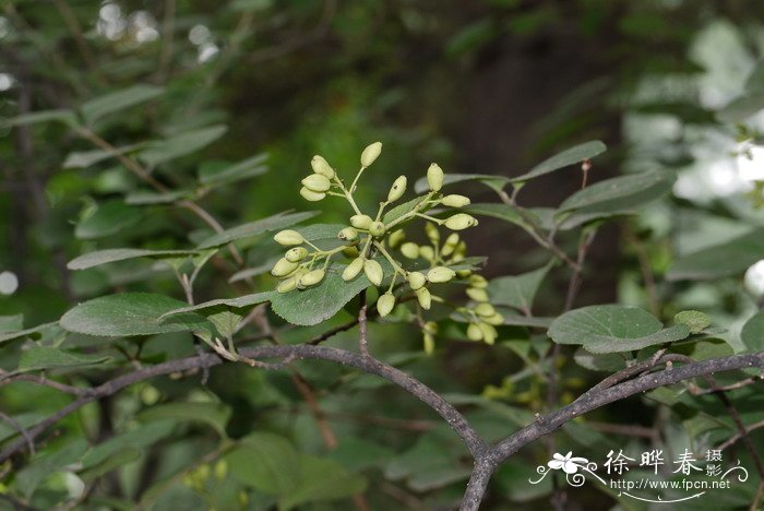 蒙古荚蒾Viburnum mongolicum 蒙古荚蒾Viburnum mongolicum