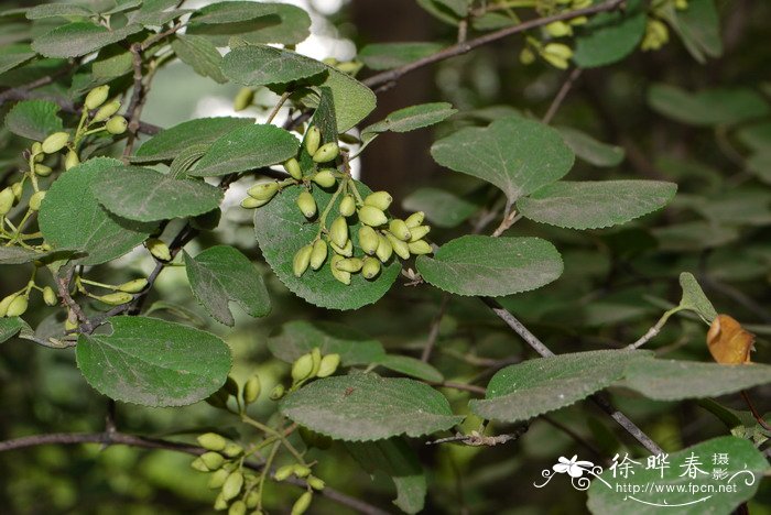蒙古荚蒾Viburnum mongolicum