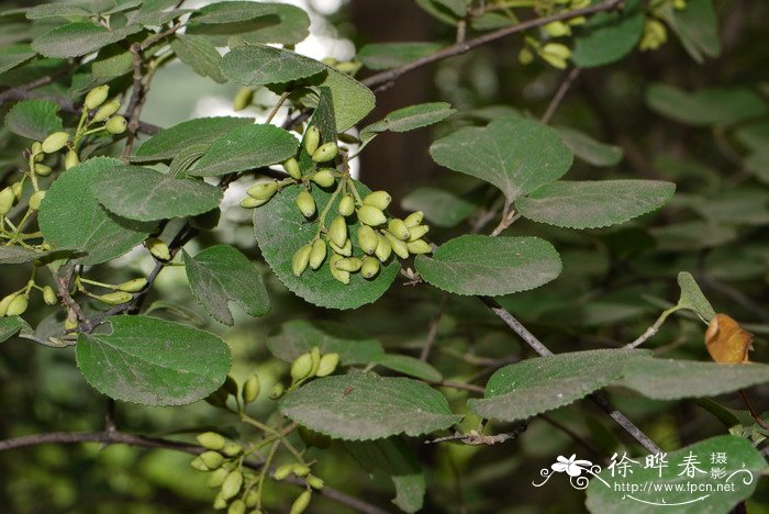 蒙古荚蒾Viburnum mongolicum 蒙古荚蒾Viburnum mongolicum