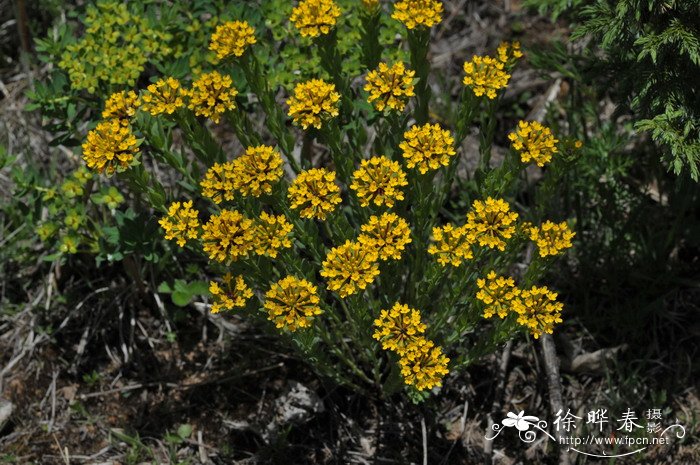 黄花瑞香狼毒Stellera chamaejasme f. chrysantha 黄花瑞香狼毒Stellera chamaejasme f. chrysantha